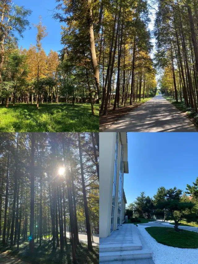 來日照一定要來免費的日照森林公園
