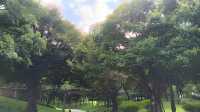 深圳向日葵公園·青綠&清幽。