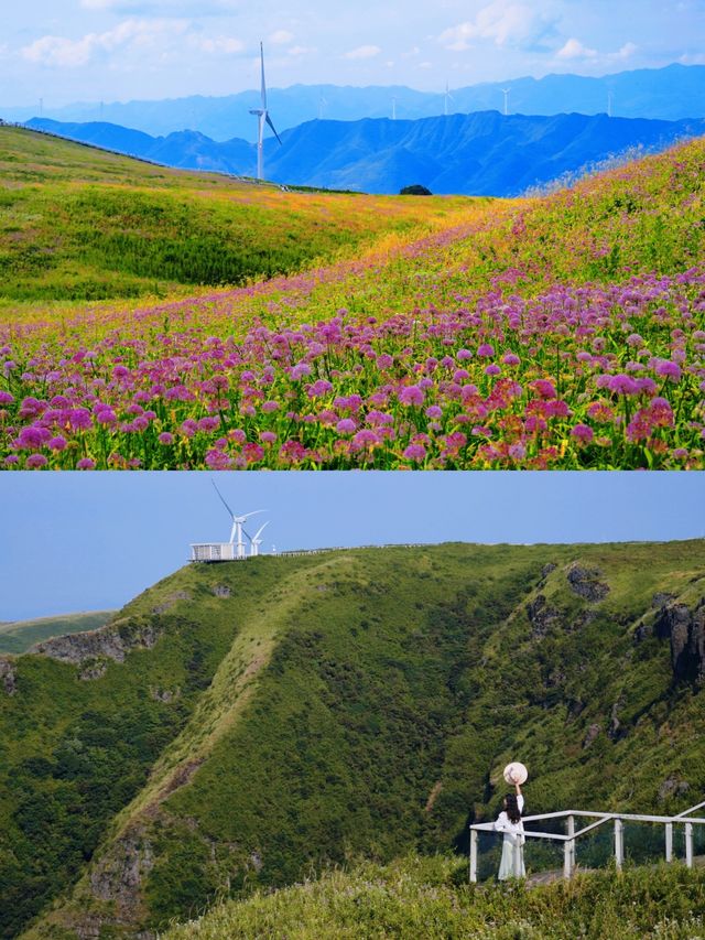 花期盛開的韭菜坪美得令人暈眩啊,真是血淚史踩雷。