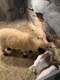 一次撸盡卡皮巴拉玄鳳鸚鵡矮腳羊柯爾鴨!