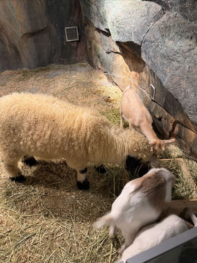 一次撸盡卡皮巴拉玄鳳鸚鵡矮腳羊柯爾鴨! 一次撸盡卡皮巴拉玄鳳鸚鵡矮腳羊柯爾鴨!