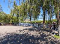 碧波蕩漾，柳岸風輕：泰安泮河公園，城市綠肺裡的閒適時光。