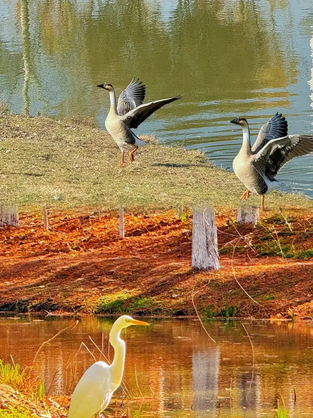 【西安滻灞濕地公園】探索城市綠洲，體驗自然與美食的完美融合。
