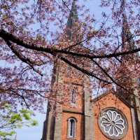 Daegu metropolitan city. Church beauty with Cherry Blossoms