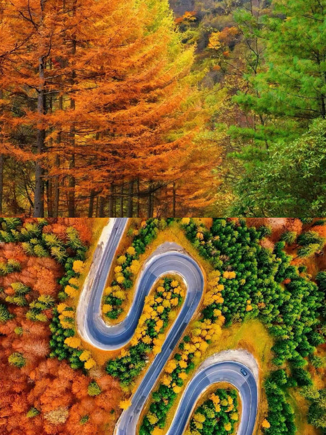 自駕黃柏塬，邂逅秦嶺最美秋景！。