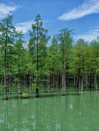 水鄉綠洲，鳥語花香——洪澤湖濕地的自然之美