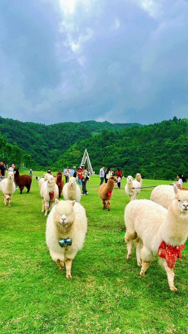 貴州黔西羊駝小鎮｜實現羊駝自由。