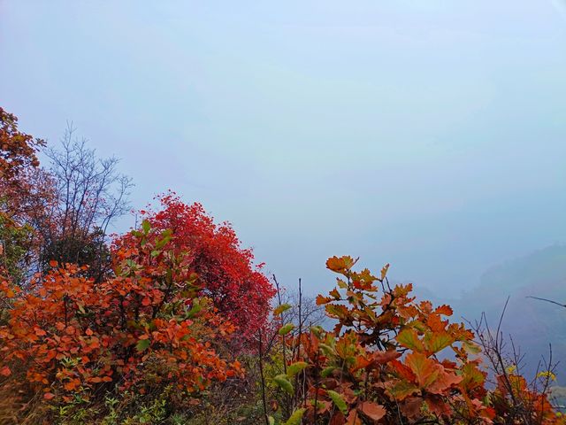 西安‖徒步五道梁觀賞紅葉。