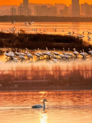 Take a high-speed train from Xi'an to this small town and see the most beautiful swans for free!