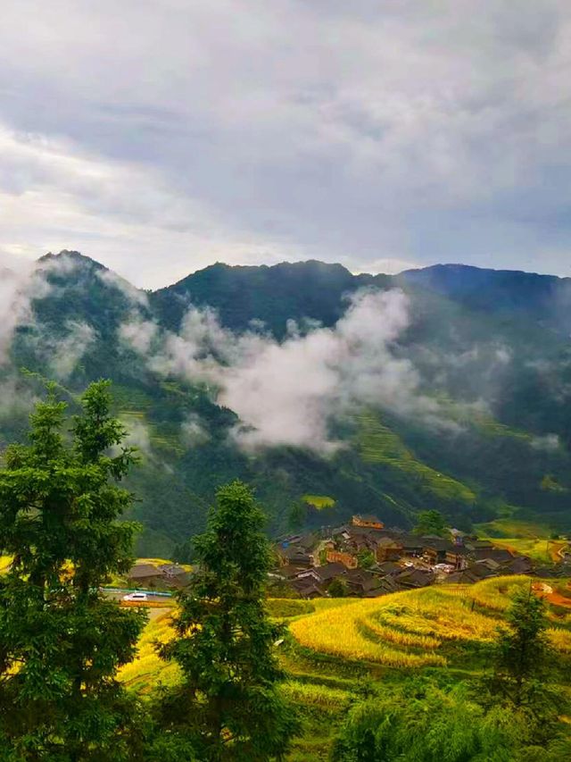 貴州加榜梯田：秋天的金色階梯奇觀|||加榜梯田的最佳旅行時間。