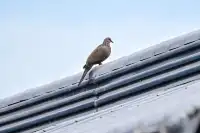 西安初冬的昆明池-鳥類天堂。