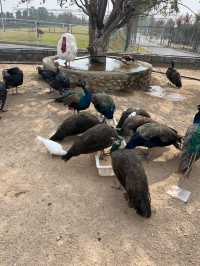 【衝啊】南陽野生動物園，零距離接觸大自然