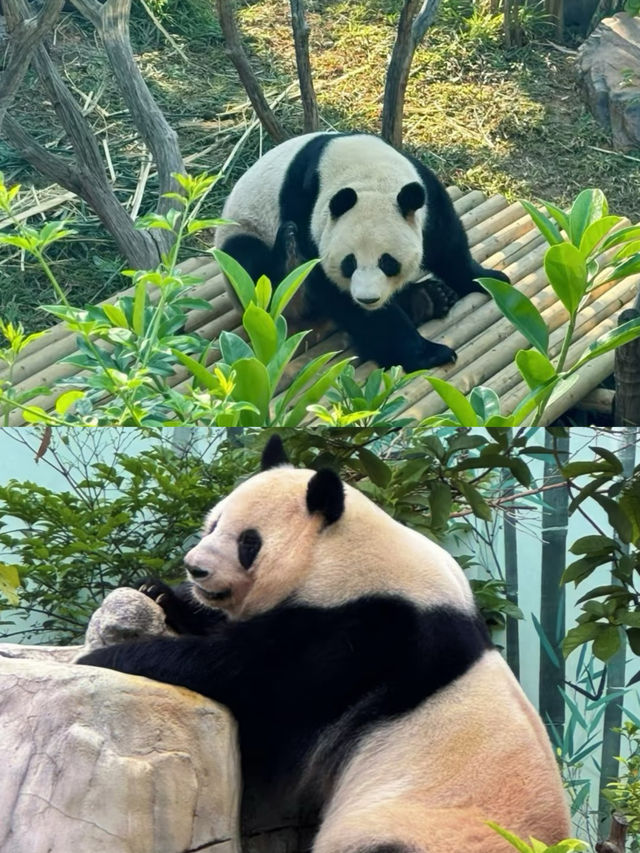 全票50嘅南寧動物園真係值得去嗎？