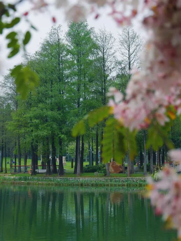 深圳四海公園賞花啦～泰國櫻花 絨果決明