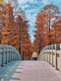 深圳·四海公園落羽杉，美如油畫世界