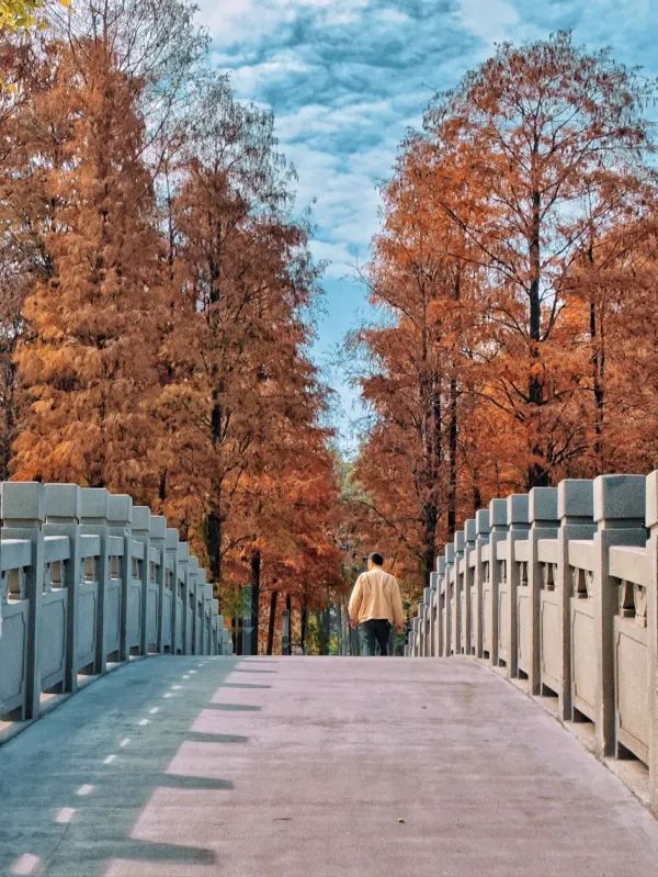 深圳·四海公園落羽杉，美如油畫世界