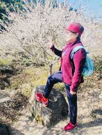 廣州從化雞枕山·白梅花海