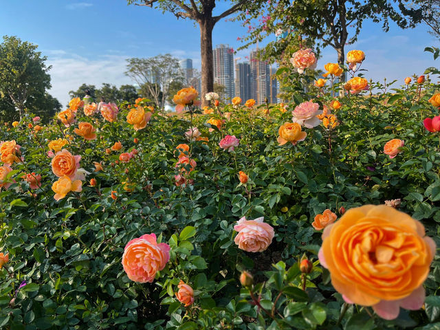 深圳前海石公園：絢爛花海之境