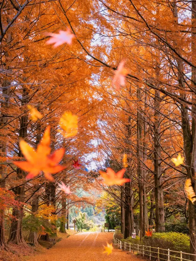 5-day itinerary to experience Japan, more unforgettable than a breakup