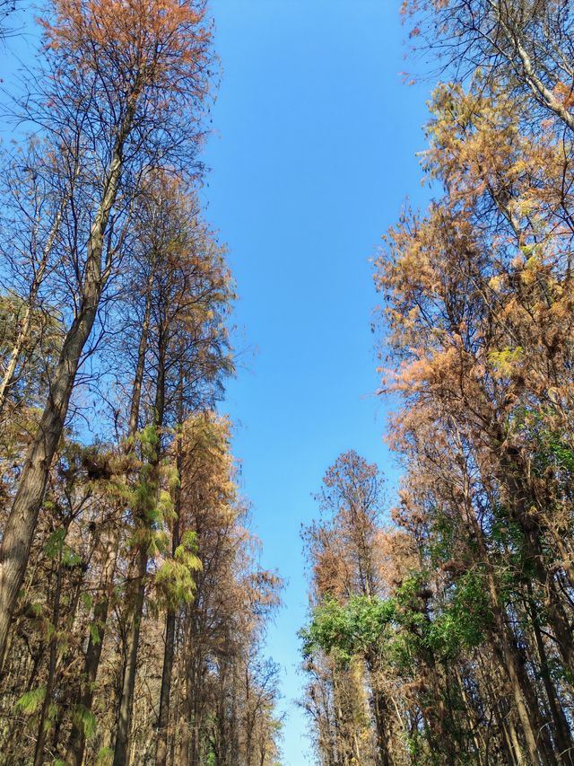 特成沙濕地公園，小眾浪漫打卡處