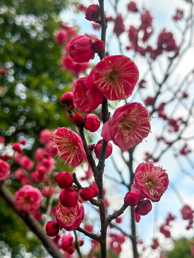 離開綿陽前一定要逛一趟這個寶藏公園