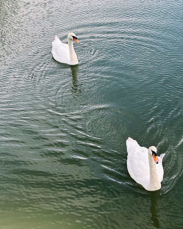 誤入英式油畫，邂逅綠地公園的慢時光