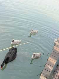 市區公園裏藏了個動物園！這也太超前了吧！