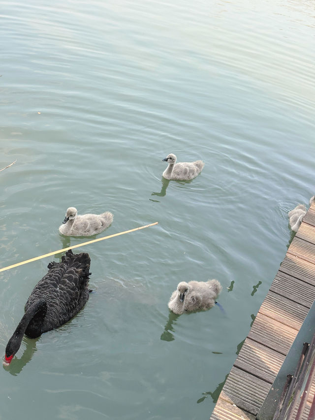 市區公園裏藏了個動物園！這也太超前了吧！