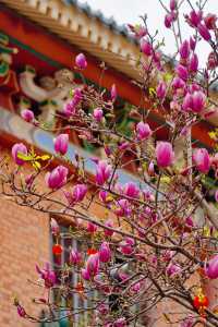 玉蘭花開！遊廣州小眾古建citywalk