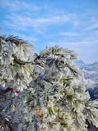 嶗山巨峰霧凇|青島冬日限定仙境