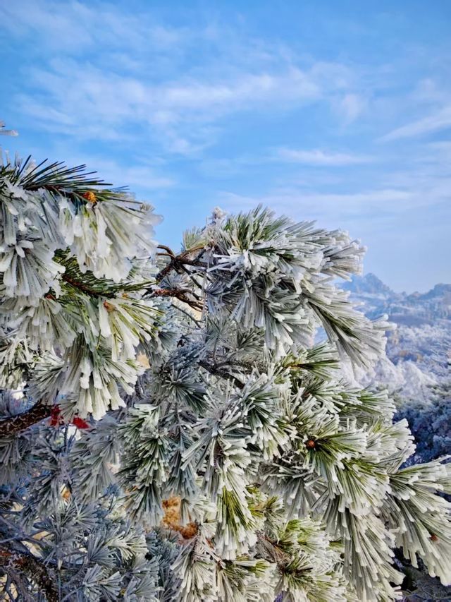 嶗山巨峰霧凇|青島冬日限定仙境 嶗山巨峰霧凇|青島冬日限定仙境