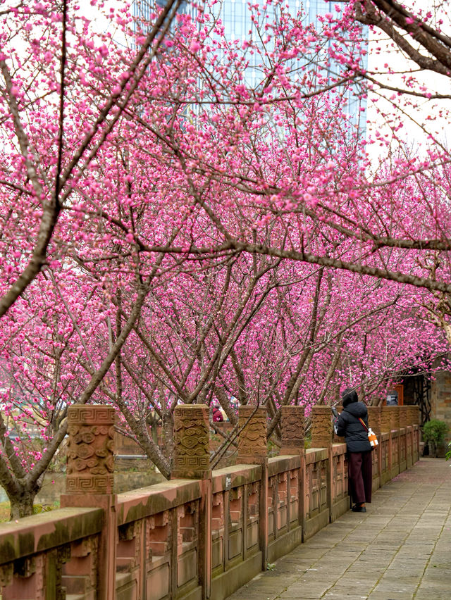 報～ 望江樓公園的梅花已到最佳觀賞期！