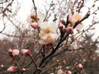 南京古林公園梅花已開，免費景點