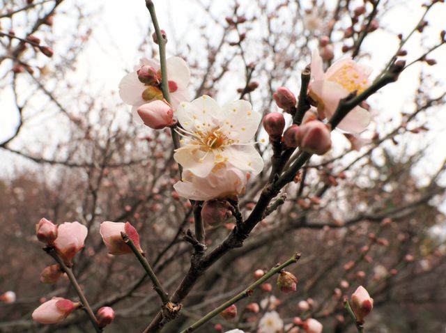 南京古林公園梅花已開，免費景點