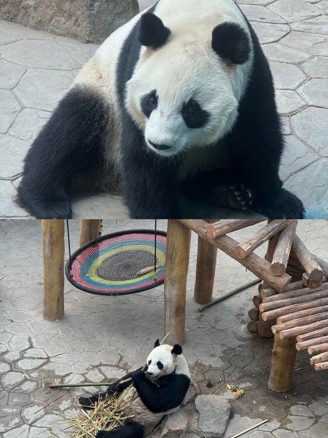 來瀋陽怎麼能錯過超有趣的瀋陽森林動物園！奉上保姆級攻略