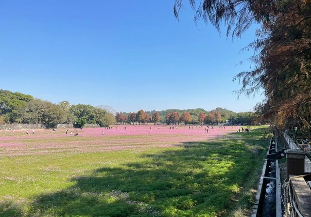 邂逅花海，沉醉春光