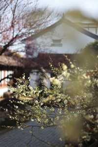 燕園|又一年梅花開了