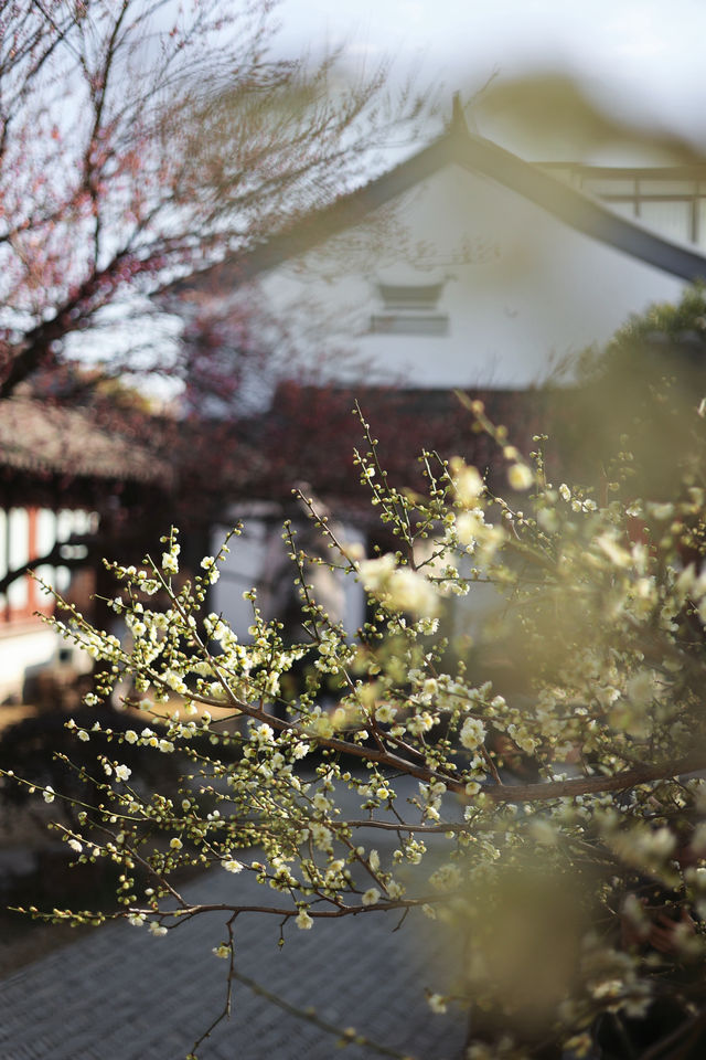 燕園|又一年梅花開了 燕園|又一年梅花開了