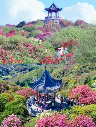 高鐵直達！被春天漫山杜鵑花海美哭了