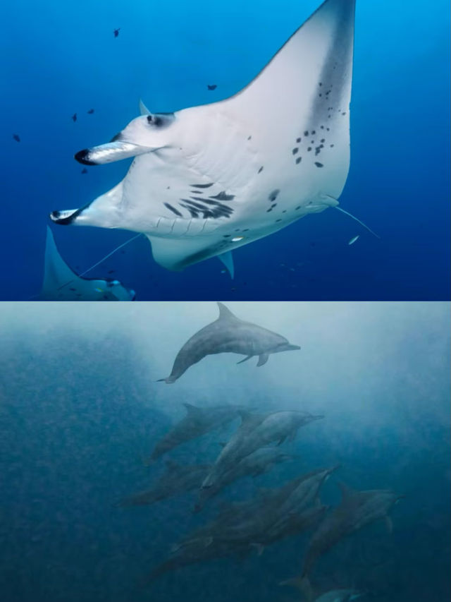 關島潛水之旅：探索海底天堂