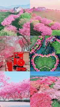 《國家地理》嘅櫻花茶園喺呢度
