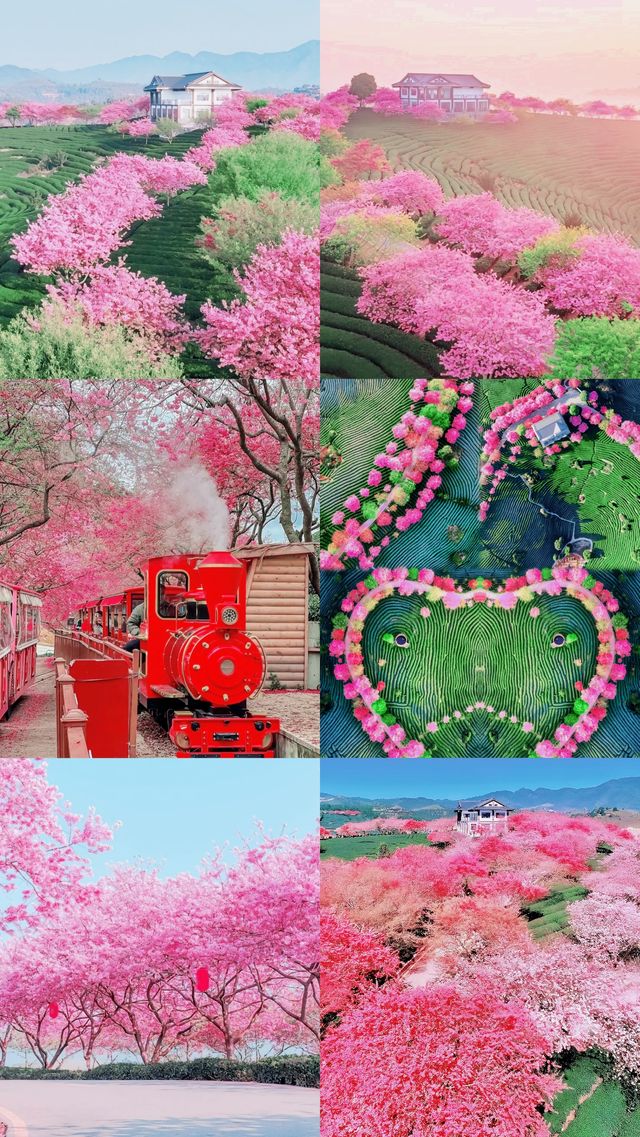 《國家地理》嘅櫻花茶園喺呢度
