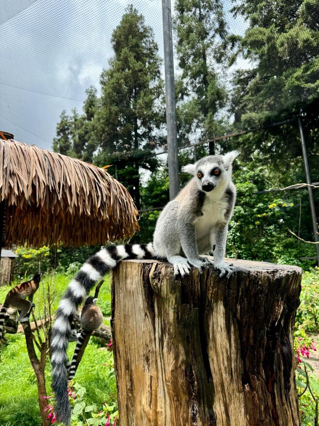 聽勸！不要輕易來雲南野生動物園！因為…