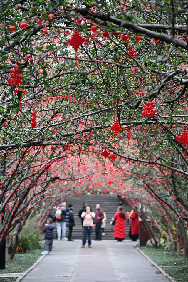 成都棠湖公園｜海棠花即將迎來最佳觀賞期！