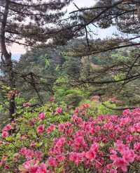 龜峰山的四月不要錯過呀