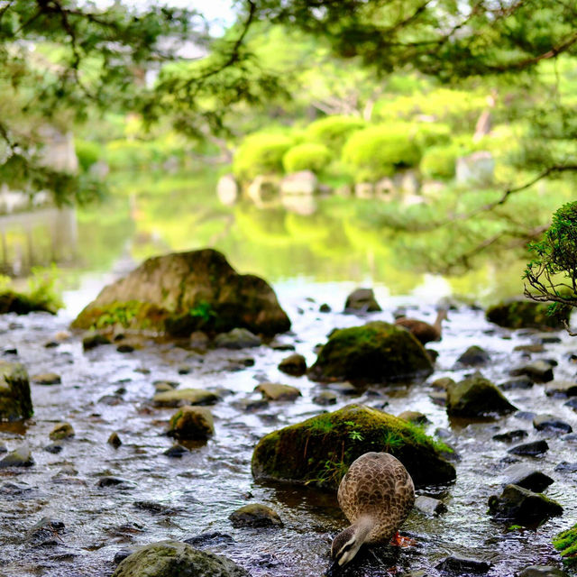 🌸京都最值得去的賞櫻勝地 | 平安神宮神苑