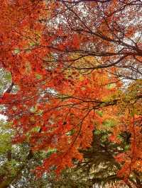 想在西安賞花觀樹？來紡織公園就對了