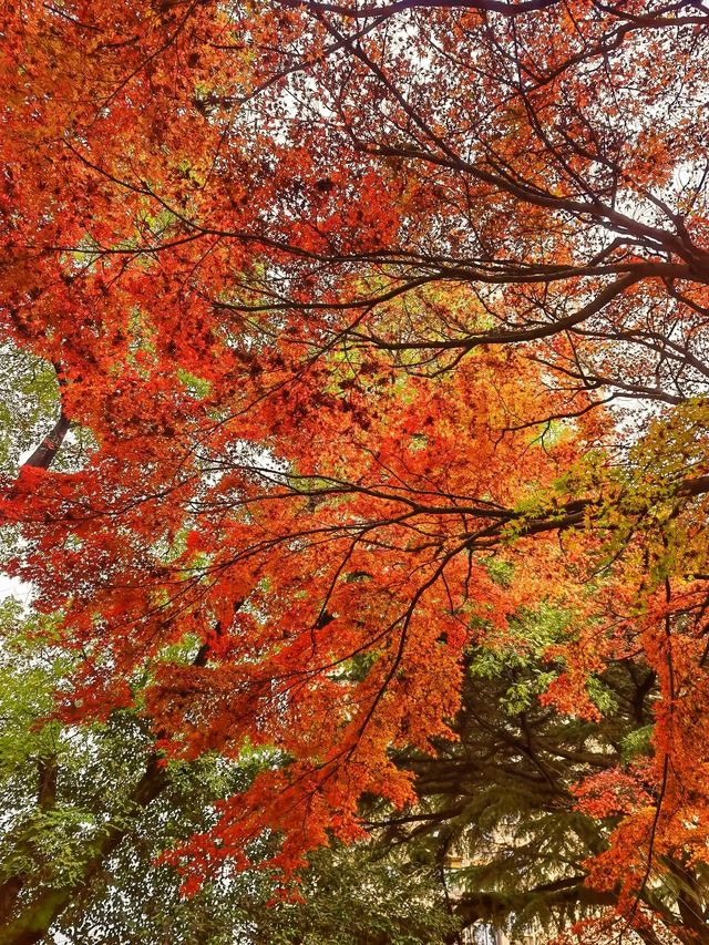 想在西安賞花觀樹？來紡織公園就對了
