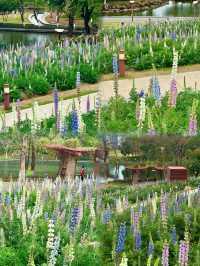 闖進春日油畫！佛山限定魯冰花花海