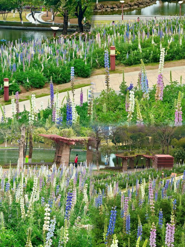 闖進春日油畫！佛山限定魯冰花花海